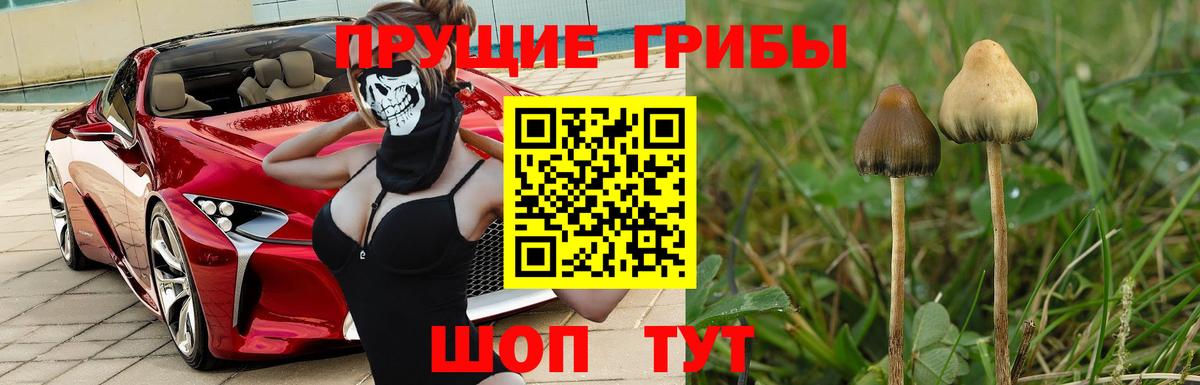 Псилоцибиновые грибы Magic Shrooms Тихвин